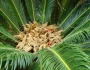 Cycas revoluta image