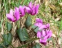 Cyclamen purpurascens image
