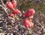 Cylindropuntia leptocaulis image