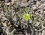 Cylindropuntia ramosissima image