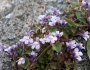 Cymbalaria muralis image