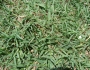 Cynodon dactylon image