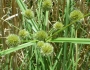 Cyperus echinatus image