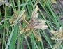 Cyperus eragrostis image
