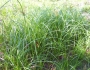 Cyperus erythrorhizos image