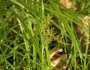 Cyperus esculentus image