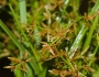 Cyperus haspan image