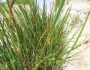 Cyperus laevigatus image