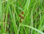 Cyperus longus image