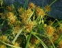 Cyperus odoratus image
