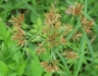 Cyperus polystachyos image