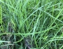 Cyperus rotundus image