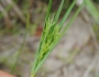 Cyperus schweinitzii image