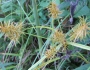 Cyperus strigosus image