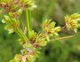 Cyperus surinamensis image