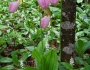 Cypripedium acaule image