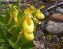 Cypripedium parviflorum image