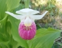 Cypripedium reginae image