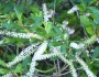 Cyrilla racemiflora image