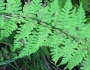 Cystopteris bulbifera image