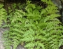 Cystopteris fragilis image