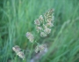 Dactylis glomerata image