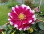 Dahlia ×pinnata image