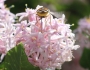 Dais cotinifolia image