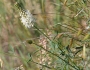 Dalea candida image