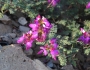 Dalea frutescens image
