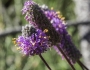 Dalea purpurea image