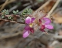Dalea versicolor image