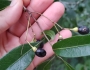 Damburneya coriacea image