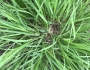 Danthonia compressa image