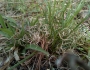 Danthonia spicata image