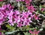 Daphne cneorum image