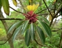 Daphniphyllum macropodum image