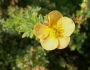 Dasiphora fruticosa image