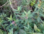 Decodon verticillatus image