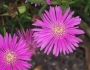 Delosperma cooperi image