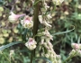 Delphinium californicum image