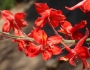 Delphinium cardinale image