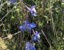 Delphinium carolinianum image