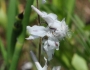 Delphinium carolinianum subsp. virescens image
