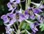 Delphinium elatum image