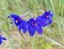 Delphinium grandiflorum image