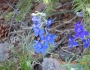 Delphinium nuttallianum image