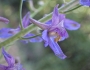 Delphinium parryi image