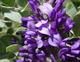 Dermatophyllum secundiflorum image