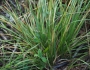 Deschampsia cespitosa image